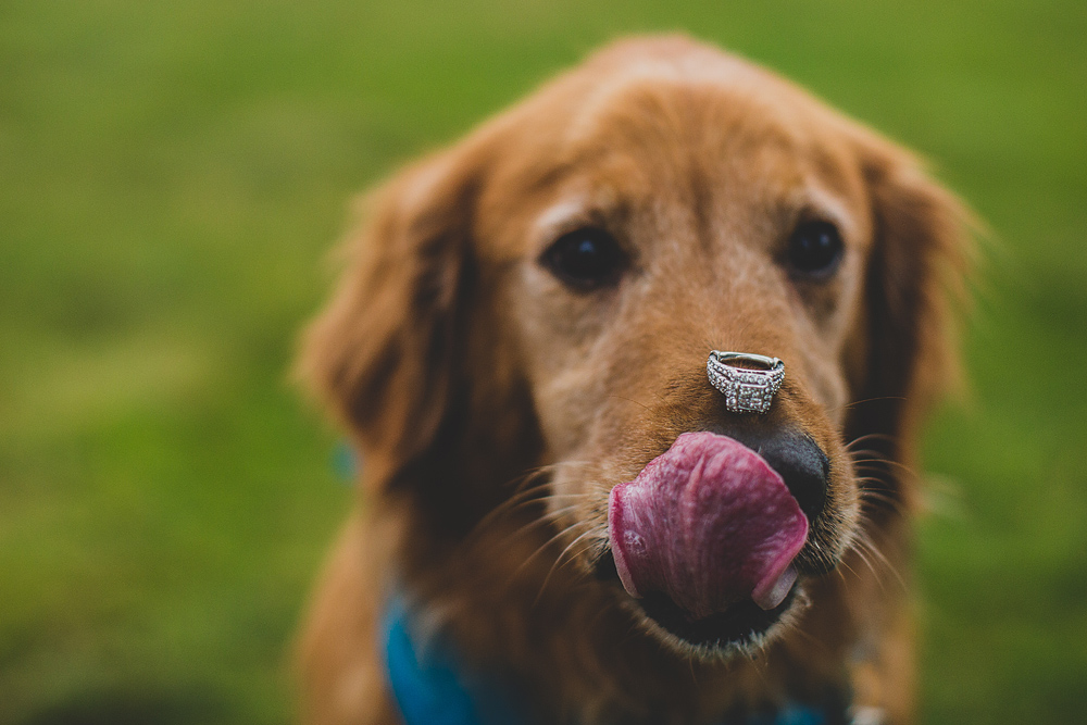 Pittsburgh-Wedding-Photographer-Janelle-Todd-Engagement029